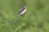 Whinchat