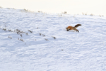 Red Fox pounces on prey, Yellowstone National Park