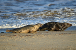 Atlantic Grey Seal