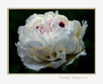 Paeonia lactiflora 'Belaja Casa'