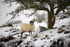 THE LONE SHEEP