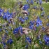 Summer forget-me-not (Anchusa azurea) 