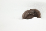 Arctic Fox curled up tightly in snow hollow, Hornstrandir, Iceland