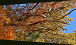 Art and Nature