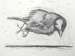 Coaltit Pencil and Graphite 30in x 20in