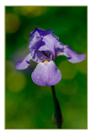 Iris germanica hybr. 2