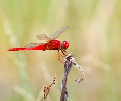 Dragonflies _0013