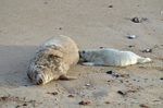 Atlantic Grey Seals