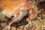 Adamsia palliata