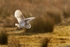 Barn Owl (Tyto Alba)