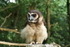 Asian Wood Owl by Mike Graystone 1
