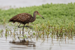 Limpkin, Harns Marsh, Florida