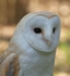Barn Owl