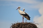 White Storks