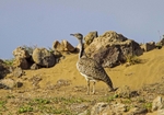 Houbara Bustard