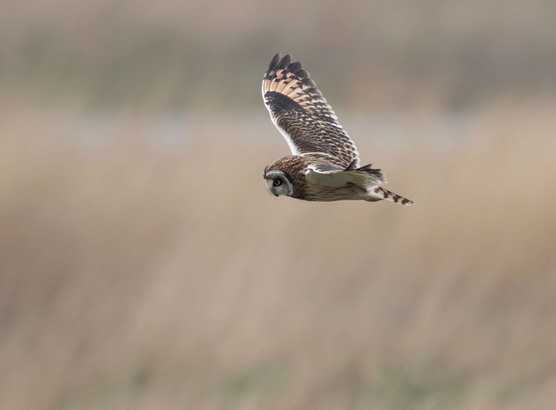 Short Eared Owl