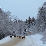 Deer Roadblock