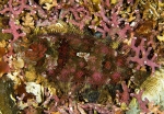 Phrynorhombus norvegicus