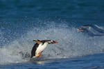 Gentoo Penguin