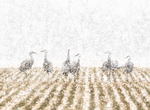 Sandhill Cranes In Falling Snow