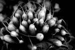 Radishes