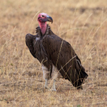Lappet-faced Vulture portfolio