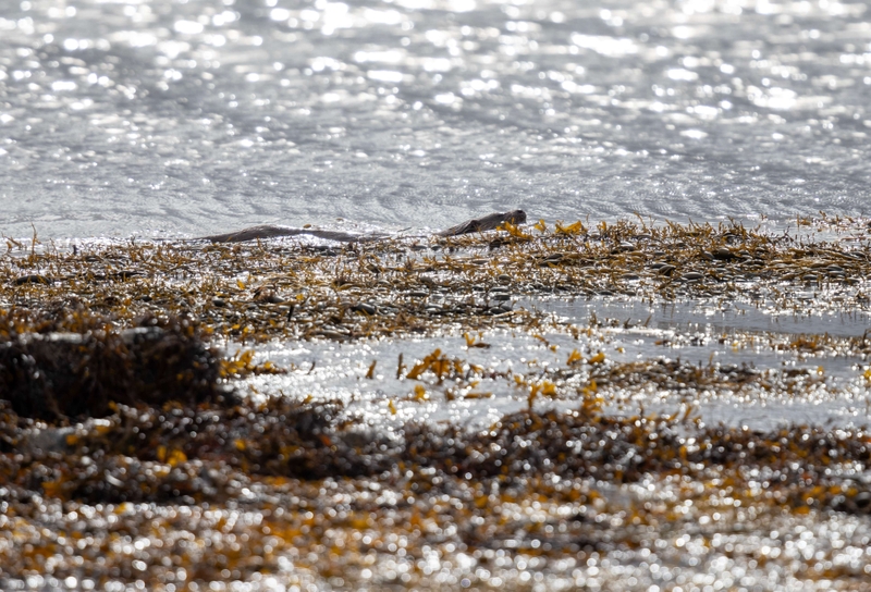 Eurasian Otter - Isle of Mull - Scotland
