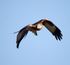 Red Kite