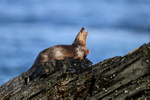 Marine Otter eating, Chanaral Island, Chile