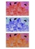 Lily Triptych  2