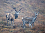 Red Deer - Cervus elaphus