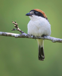WOODCHAT SHRIKE