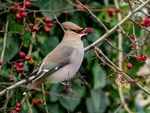 Waxwing