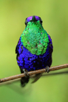 Violet-crowned Woodnymph head-on, Panama