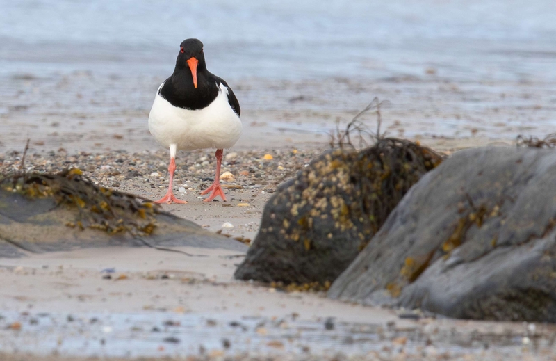 Oystercatcher  - Kildonan - Isle of Arran - Scotland