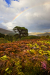 Glen Affric Tree