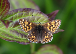 Duke of Burgundy