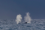 0A3A2856. Blows against a coming storm