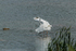 egret03