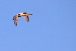 Roseate Spoonbill (juvenile) flying wings down, Gatorland, Florida
