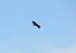 Black Vulture