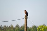 Lesser Spotted Eagle