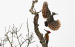 Greater Goldenback