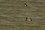 Wigeons - Gibraltar Point