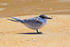 Juvenile White-fronted Tern, Abel Tasman, New Zealand