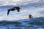 Cape Cormorant portfolio