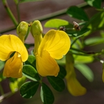 Scorpion-senna (Hippocrepis emerus)