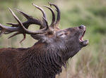 Red Deer - Cervus elaphus