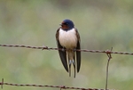 Swallow