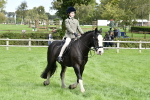 S32 - Mountain & Moorland Working Hunter Pony portfolio